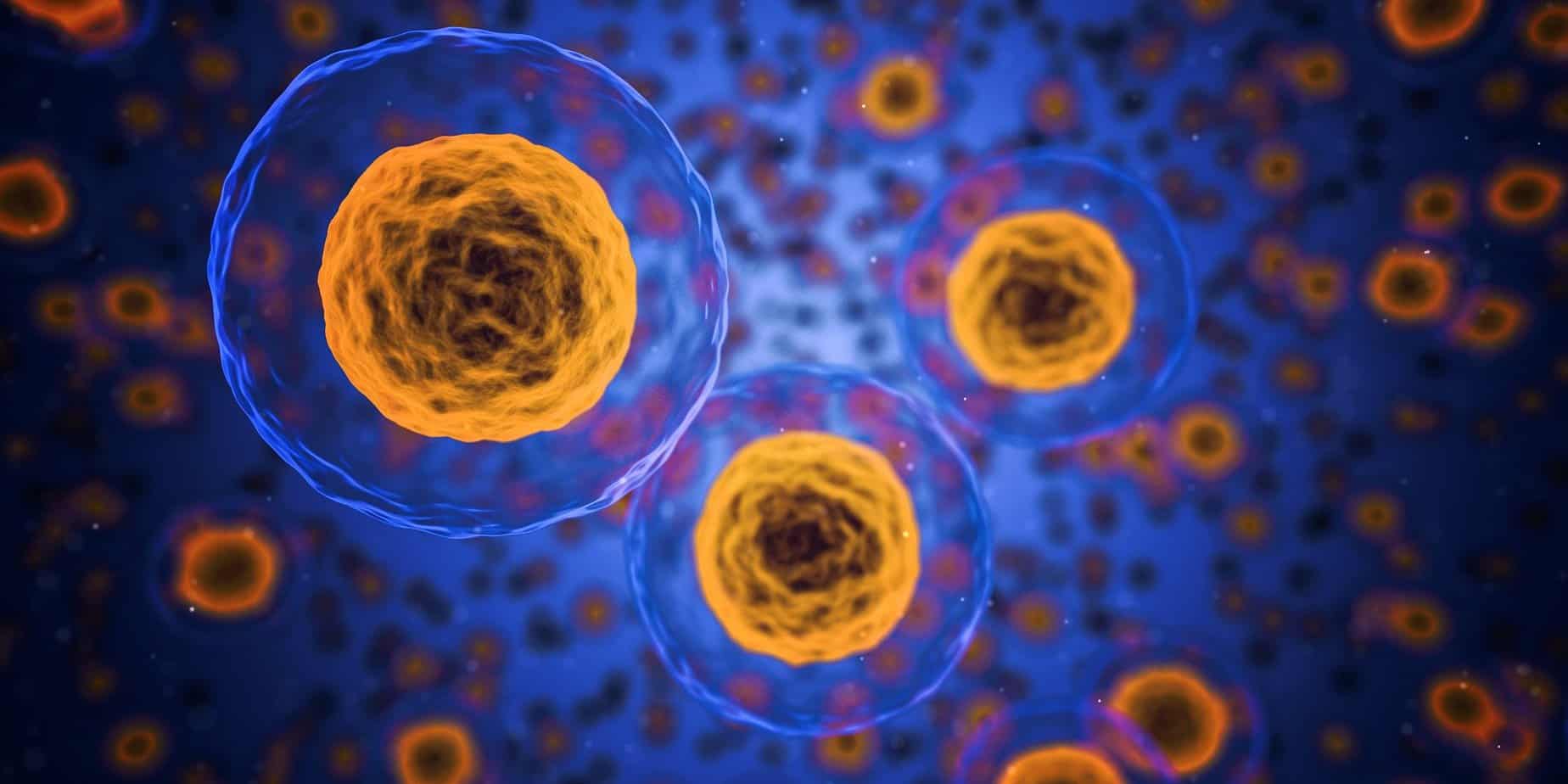 Zellgesundheit pflegen für ein starkes Immunsystem