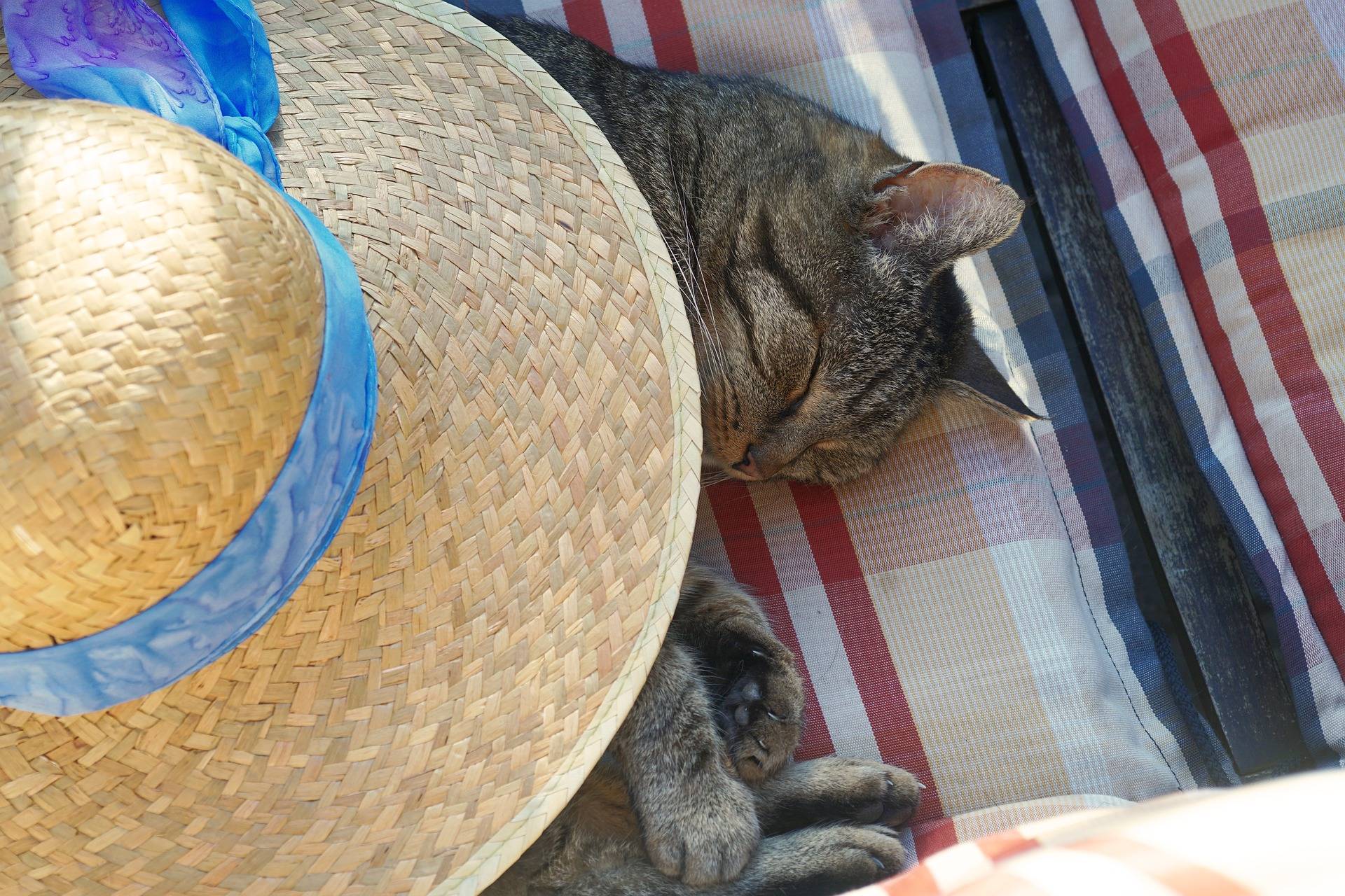 Diese Katze ist mit einem Sonnenhut zugedeckt und schläft sanft.