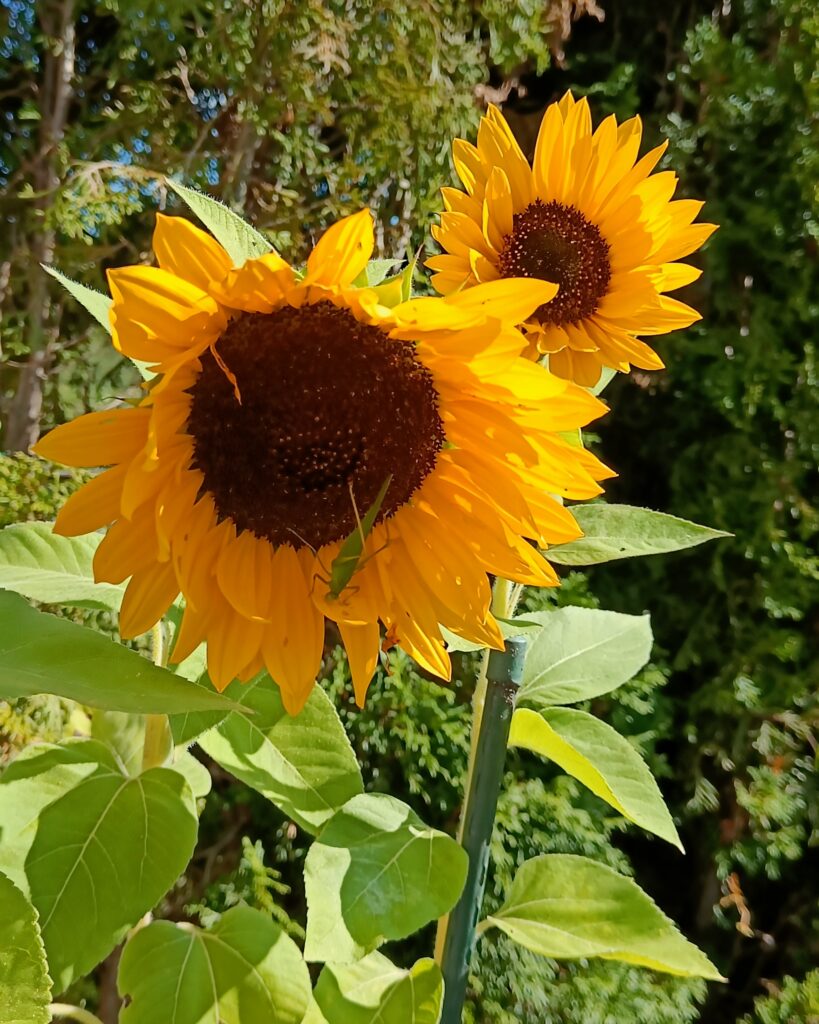 Sonnenblumen Sommer